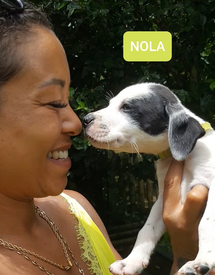 Chiens à adopter